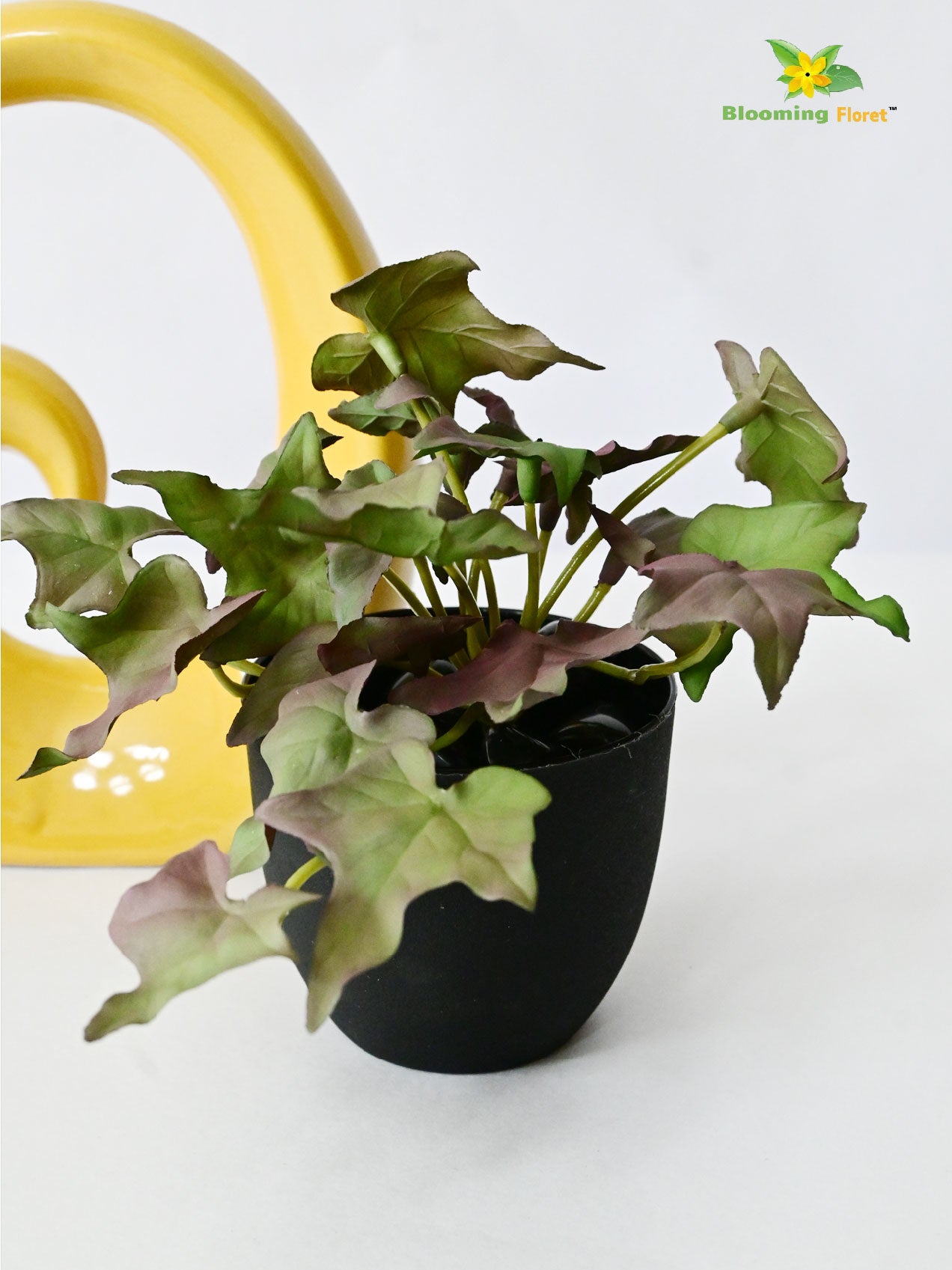 Ivy Succulent - Army Green