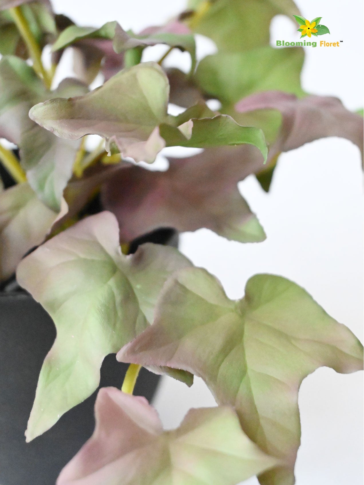 Ivy Succulent - Army Green