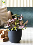 Lush Leaf Pennywort Succulent - Maroon