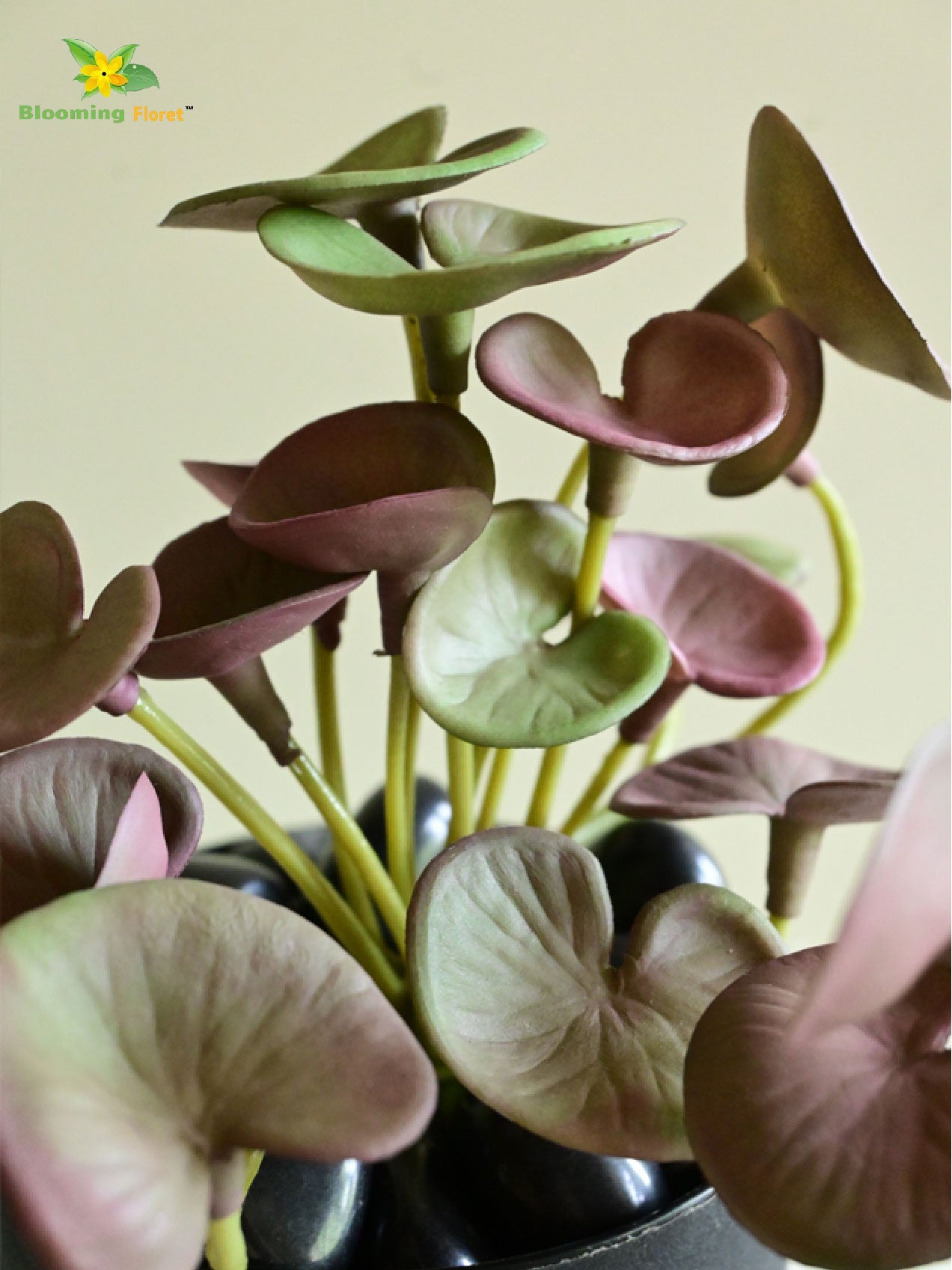 Lush Leaf Pennywort Succulent - Maroon