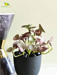 Lush Leaf Pennywort Succulent - Maroon