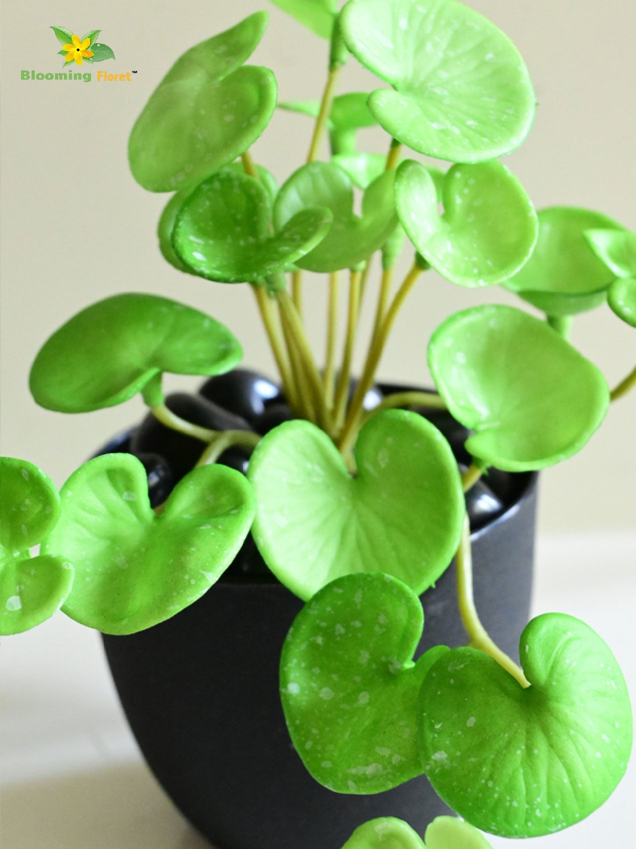Lush Leaf Pennywort Succulent - Light Green and White (Patterned)