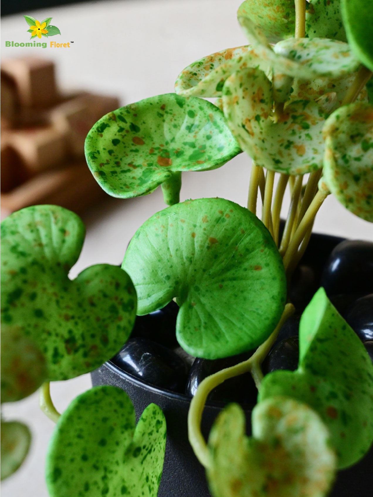 Lush Leaf Pennywort Succulent - Mix Green (Patterned)