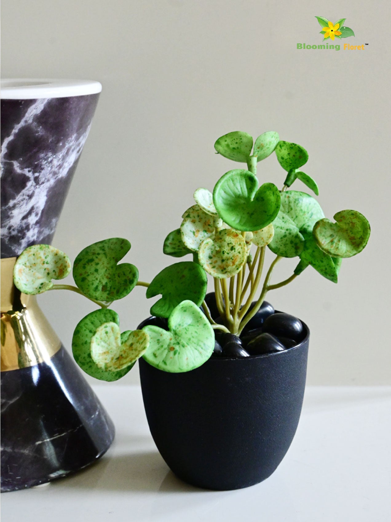 Lush Leaf Pennywort Succulent - Mix Green (Patterned)