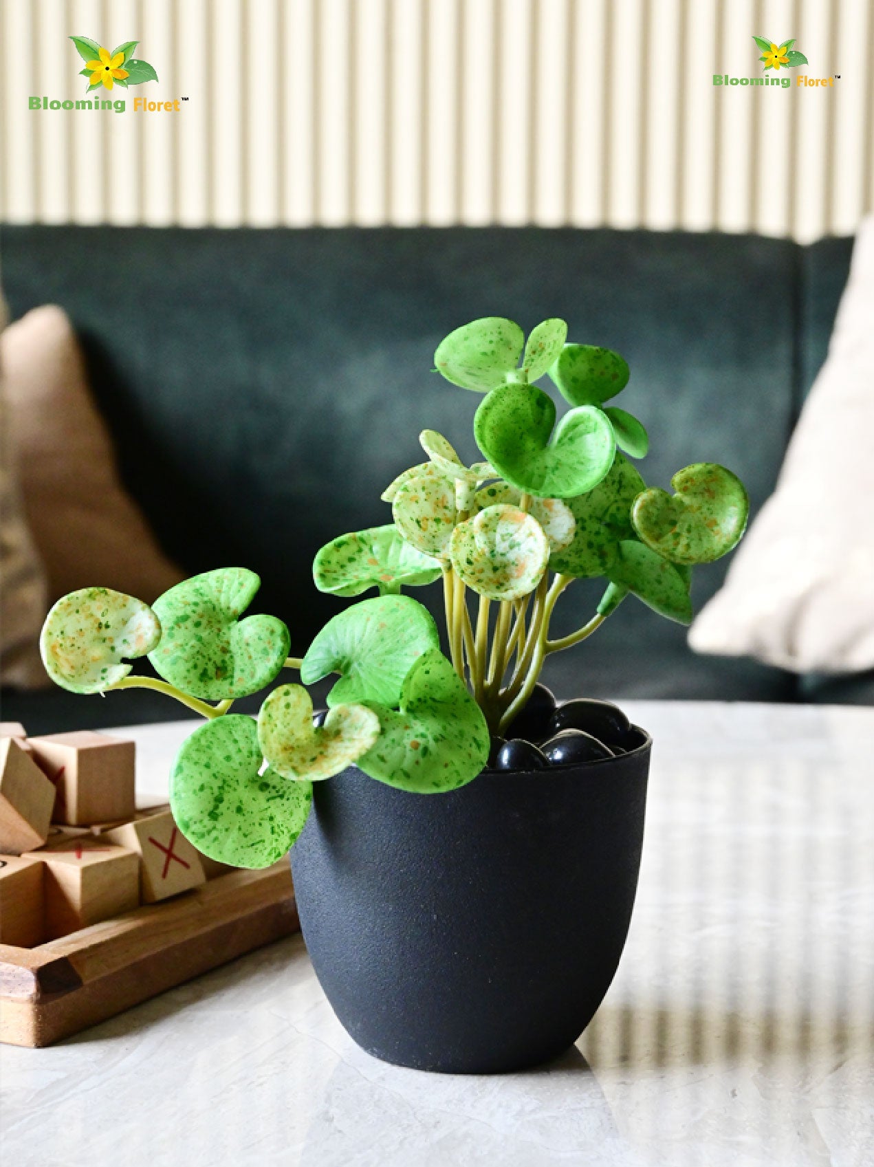 Lush Leaf Pennywort Succulent - Mix Green (Patterned)