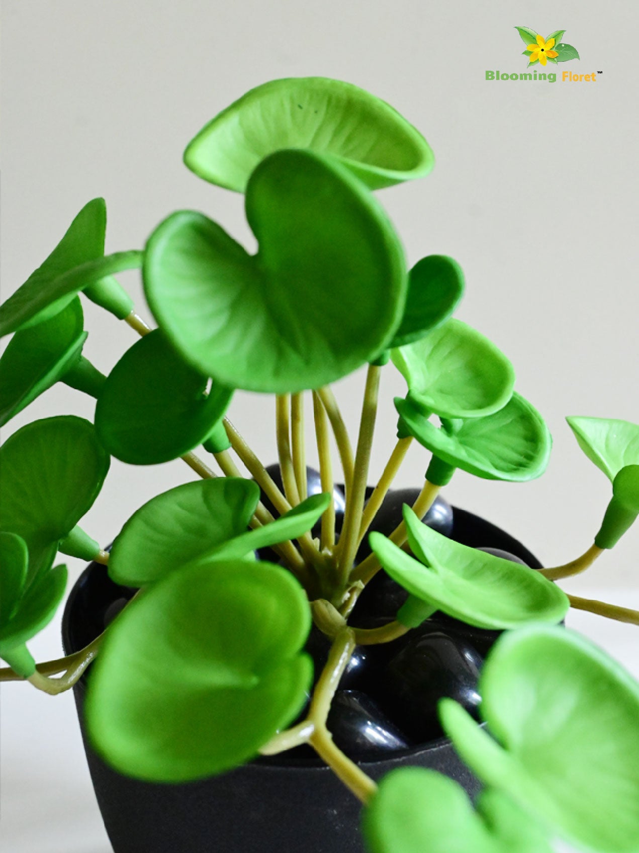 Lush Leaf Pennywort Succulent - Light Green