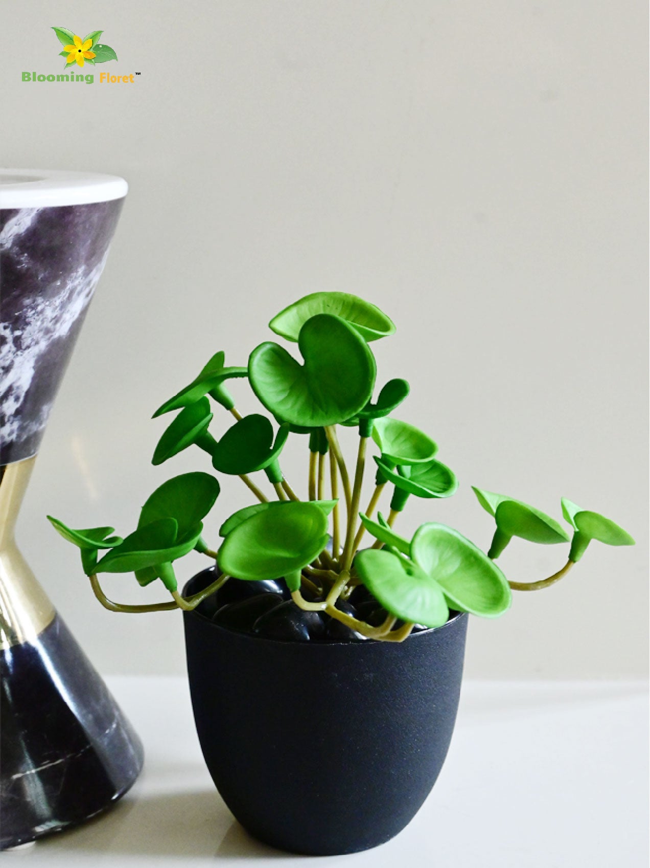 Lush Leaf Pennywort Succulent - Light Green