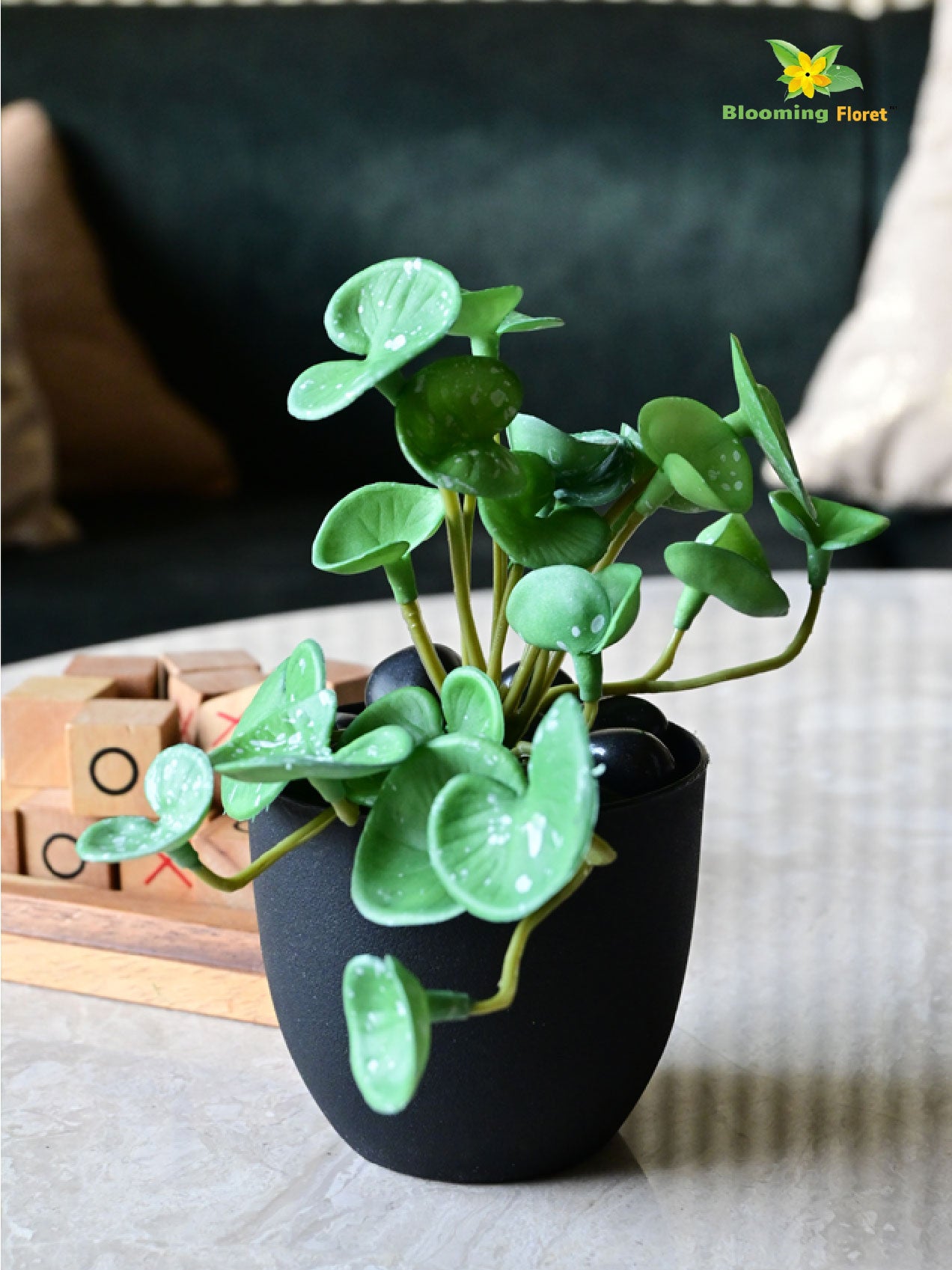 Lush Leaf Pennywort Succulent - Dark Green, White