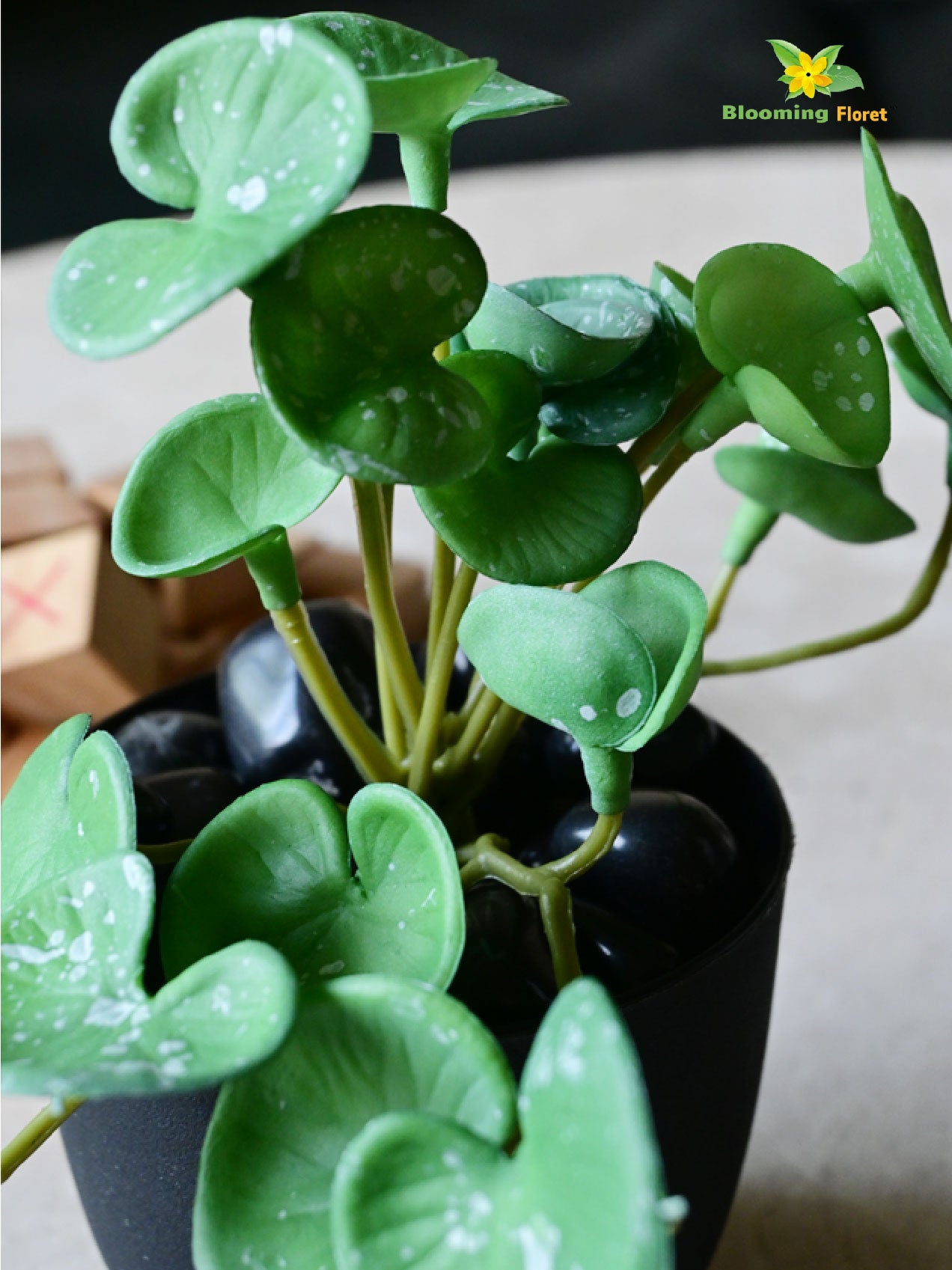 Lush Leaf Pennywort Succulent - Dark Green, White