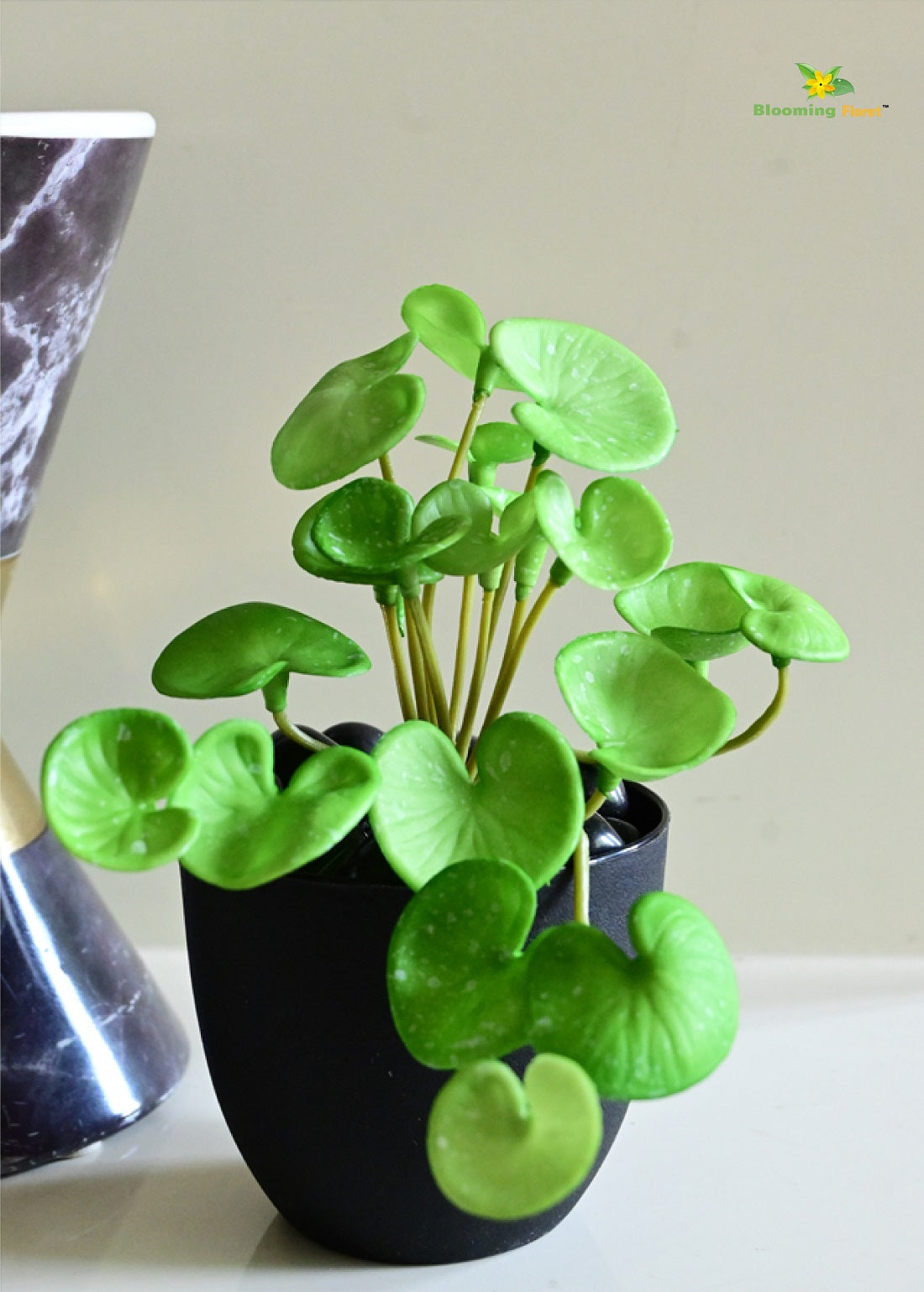 Lush Leaf Pennywort Succulent