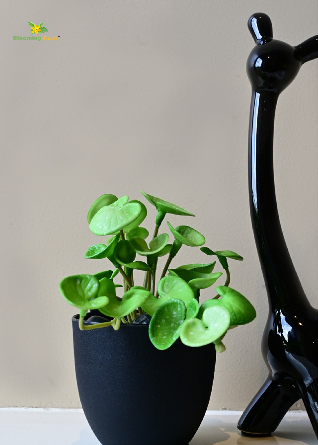 Lush Leaf Pennywort Succulent