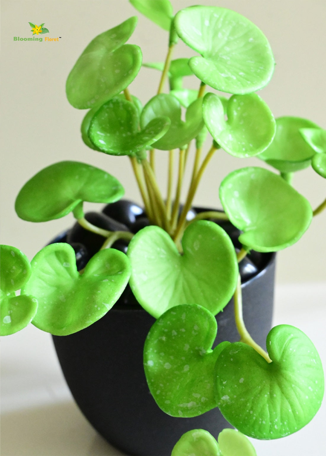 Lush Leaf Pennywort Succulent