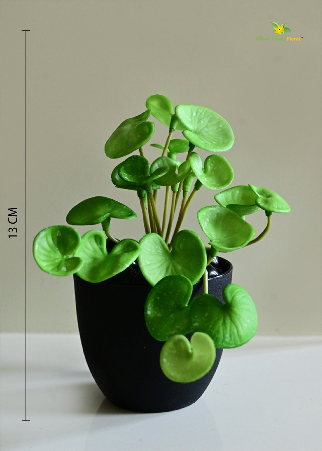 Lush Leaf Pennywort Succulent