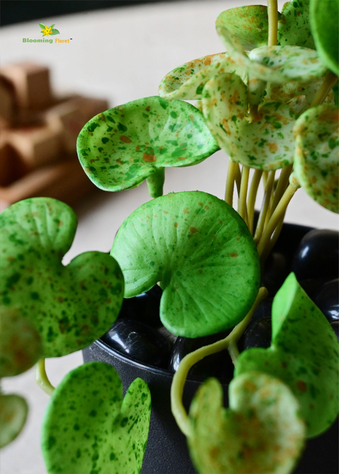 Lush Leaf Pennywort Succulent