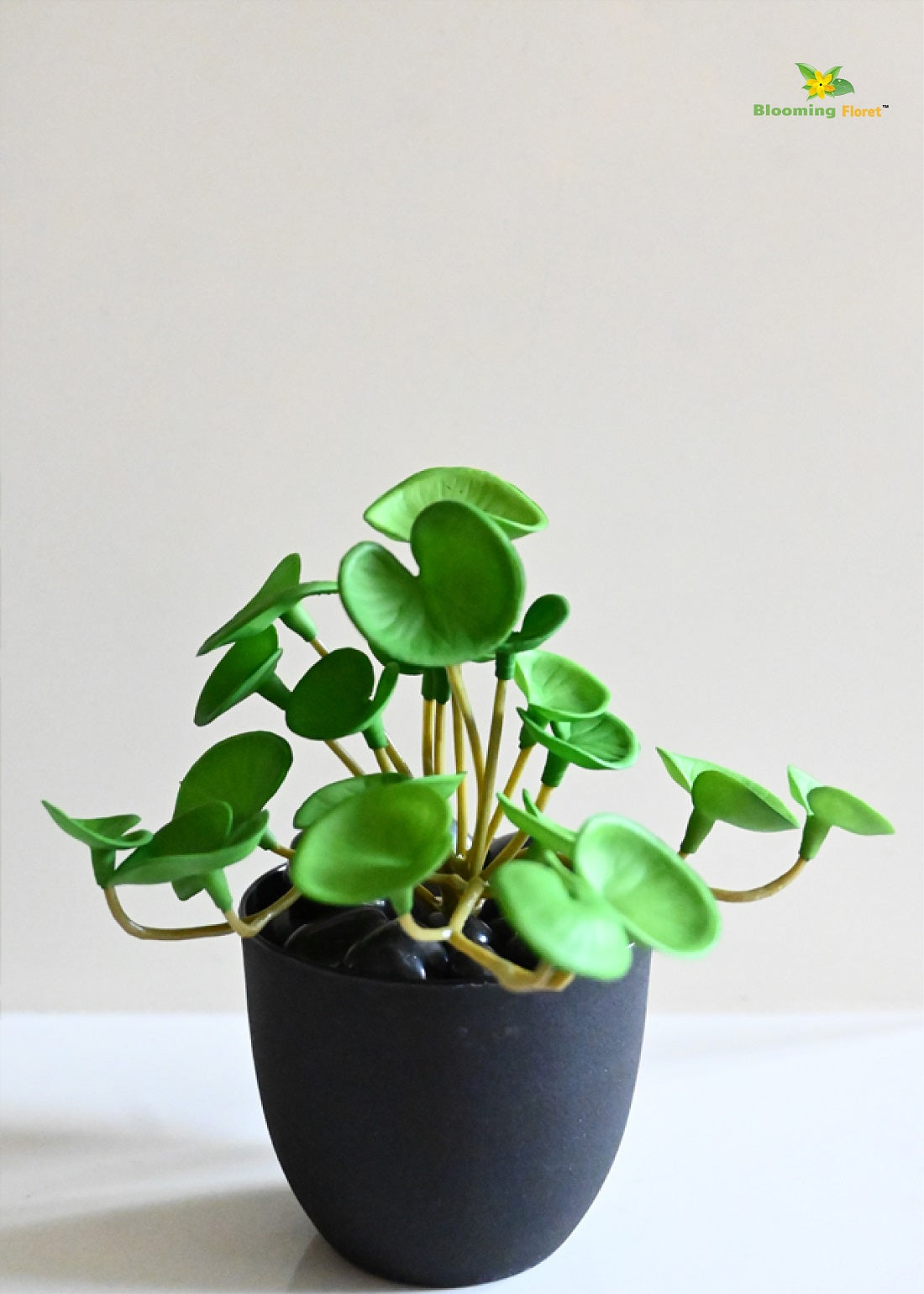 Lush Leaf Pennywort Succulent