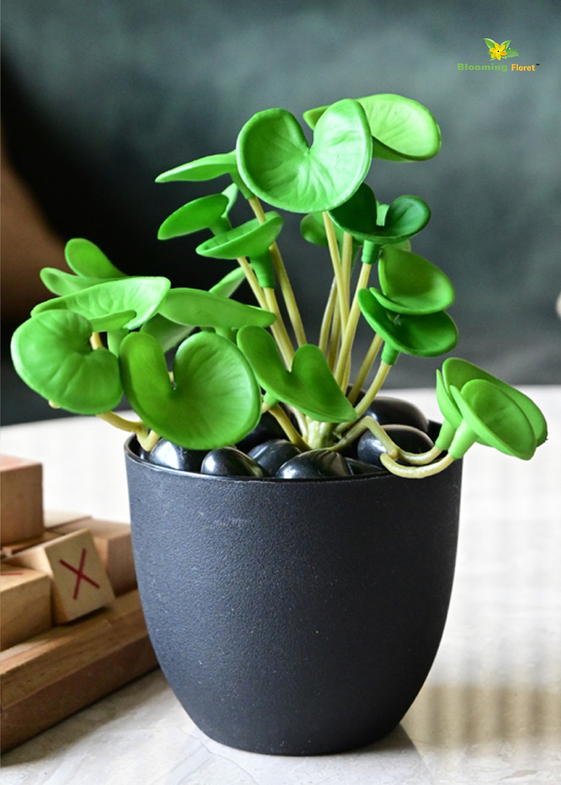 Lush Leaf Pennywort Succulent