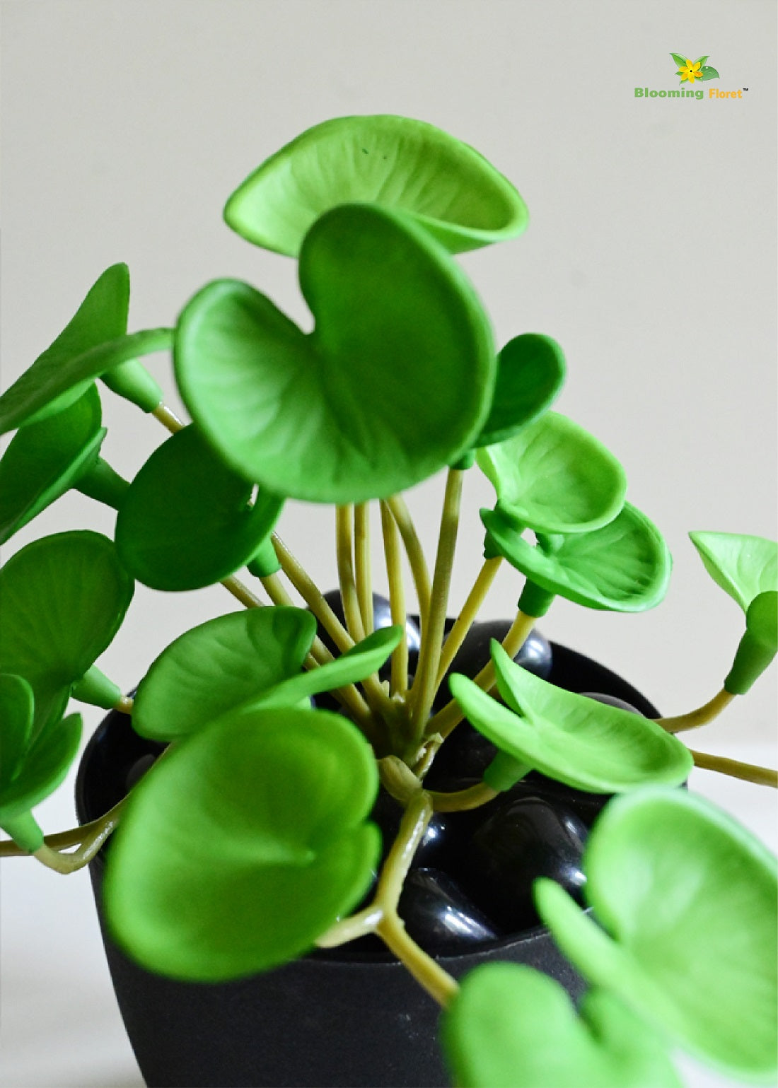 Lush Leaf Pennywort Succulent