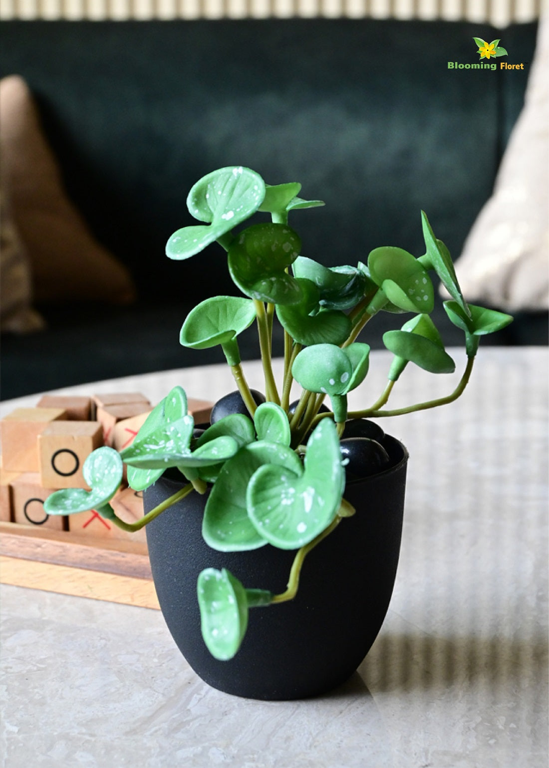 Lush Leaf Pennywort Succulent