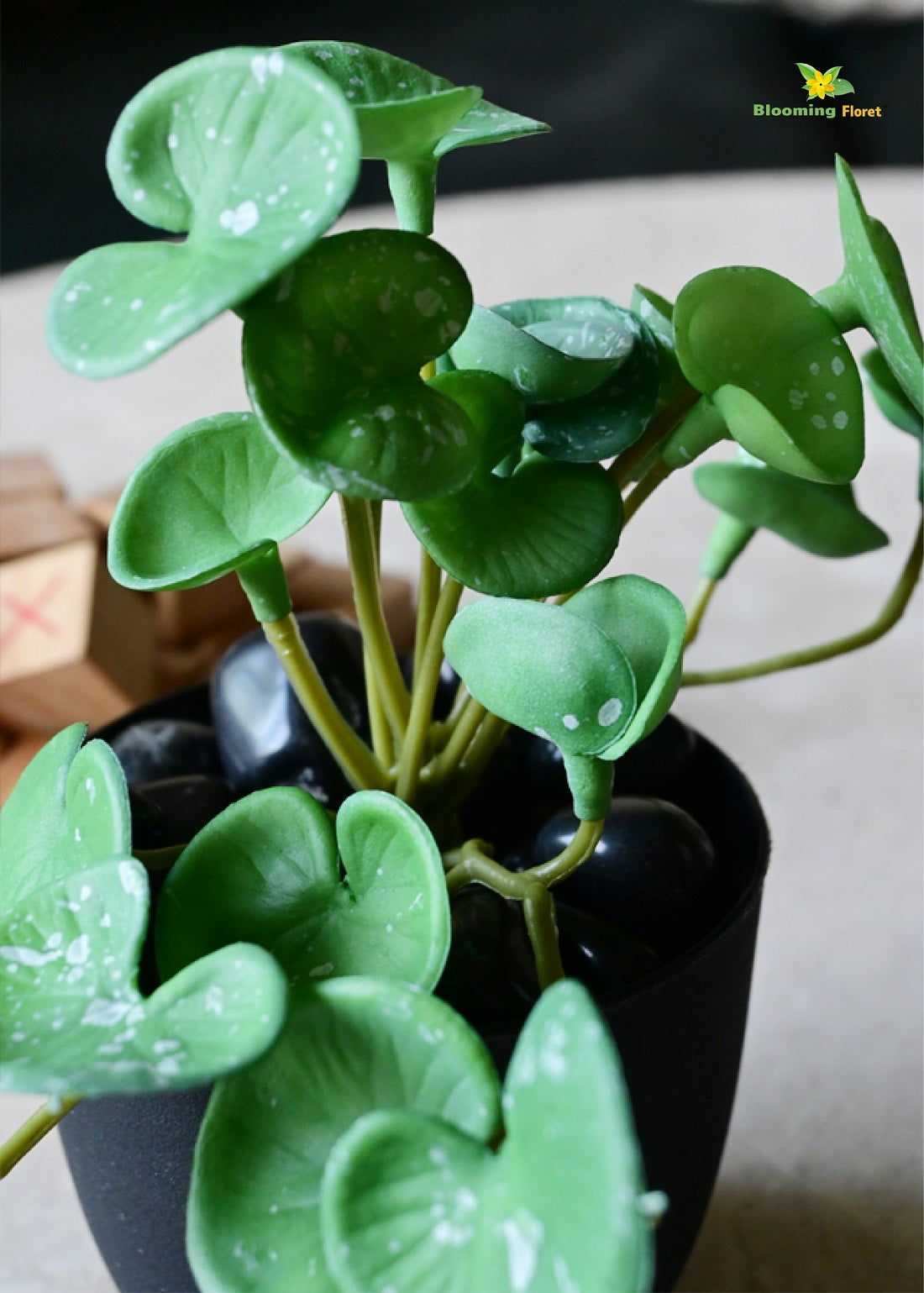 Lush Leaf Pennywort Succulent