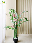 Tropical Beauty Caladium Plant – 150 cm, 10 Leaves