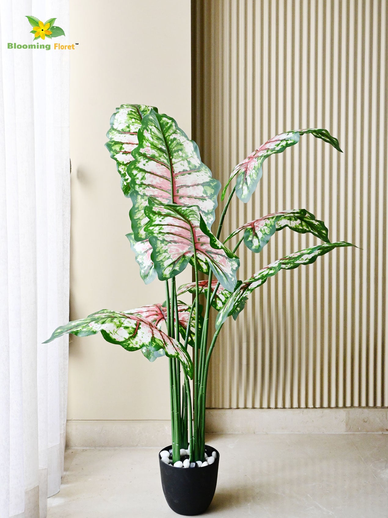 Tropical Beauty Caladium Plant – 150 cm, 10 Leaves
