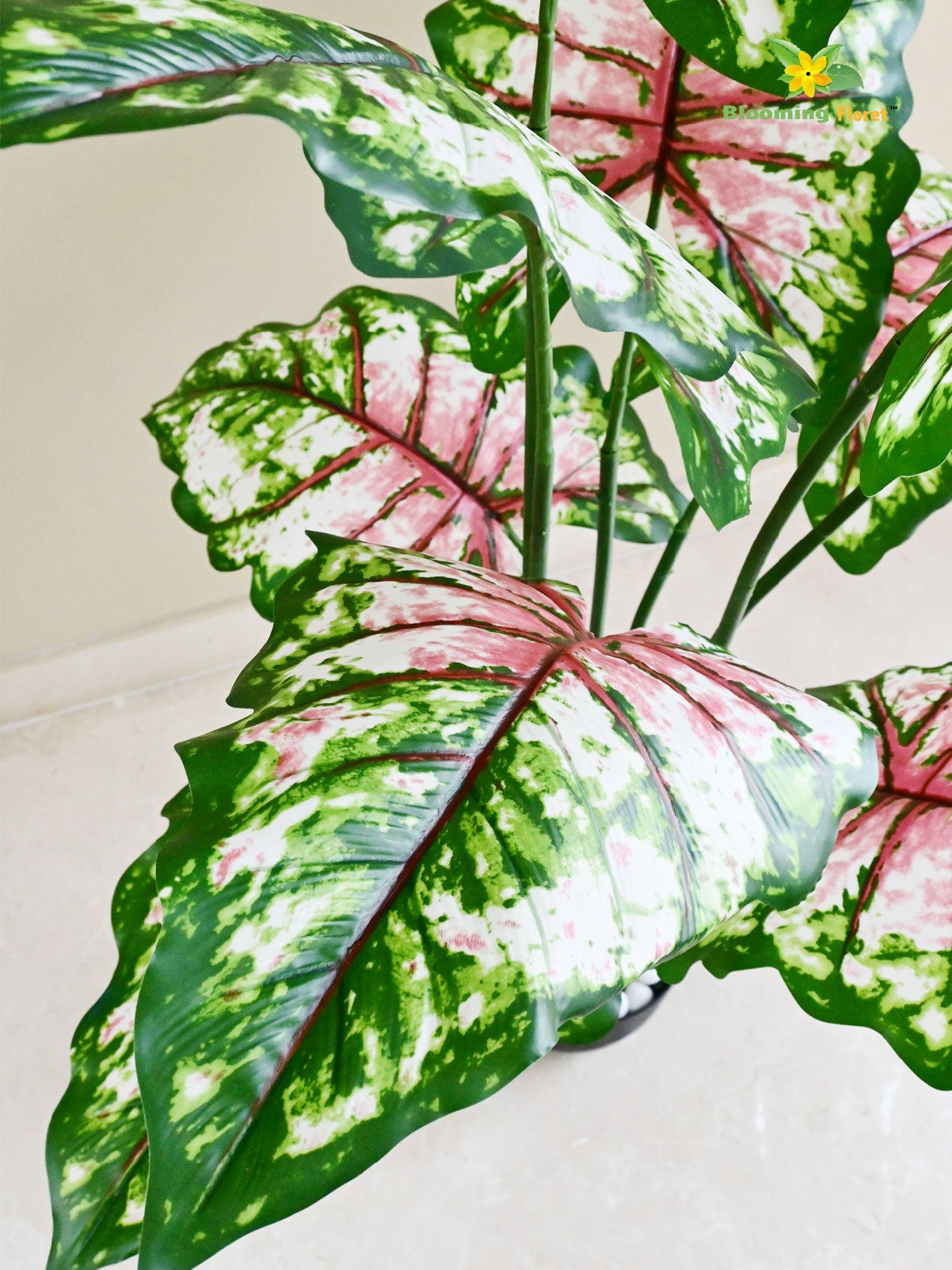 Tropical Beauty Caladium Plant – 150 cm, 10 Leaves