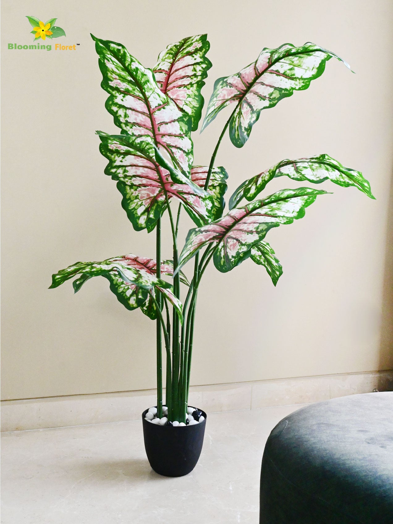 Tropical Beauty Caladium Plant – 150 cm, 10 Leaves