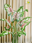 Tropical Beauty Caladium Plant – 150 cm, 10 Leaves