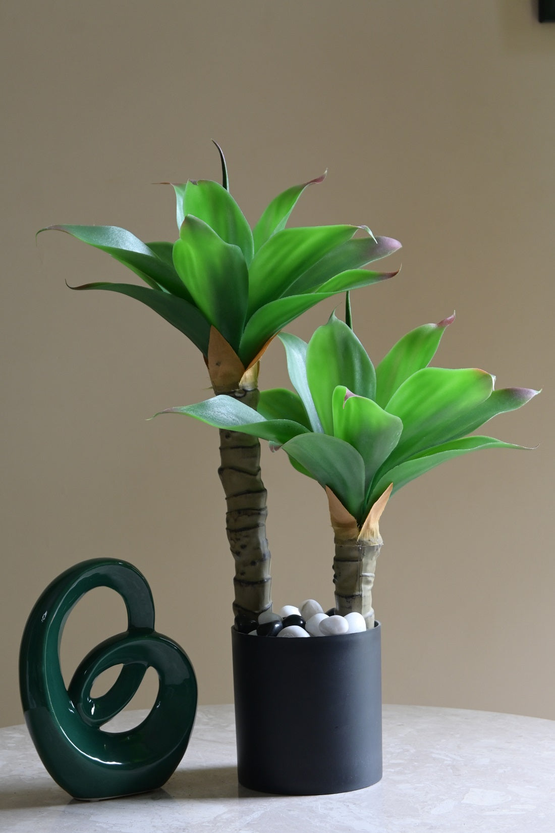 Evergreen Foxtail Agave Plant