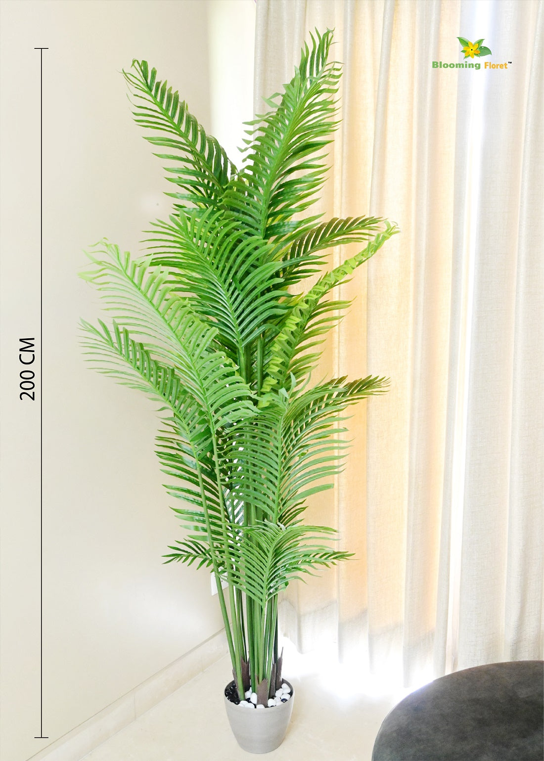 Areca Palm Plants 6.5 ft with 21 Leaves