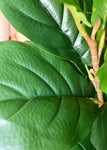 Blooming Floret Artificial Fig Plant – 170 cm, with Basic Pot