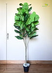 Blooming Floret Artificial Fig Plant – 170 cm, with Basic Pot