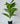 Artificial Dieffenbachia Amoena Plant For Decor 26 Leaves with Pot | 71.1 cm Tall 