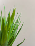 Artificial Pointed Succulent | 16 cm | Green