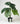 Artificial Monstera Plant For Decor-12 Green Leaves -50.8 cm-With Basic Pot
