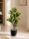 Artificial Pisonia Alba Plant | 66 cm | 30 Leaves | With Basic Pot