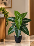 Artificial White-Veined Caladium Plant | 62 cm | 12 Leaves | With Basic Pot