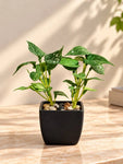 Artificial Money Plant Succulent | Small Green Leaves | 18 cm | With Basic Black Pot