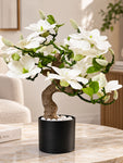 Mini Magnolia Flower Tree | White | 52 cm