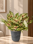 Boho Bliss Artificial Caladium Plant | Lime Green & Red Patterned Leaves | 35 cm | With Basic Black Pot