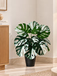 Artificial Monstera Plant | Green-Grey Leaves | 50 cm | 12 Leaves | With Basic Black Pot