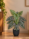 Artificial Web-Pattern Caladium Plant | 62 cm | 12 Leaves | With Basic Pot