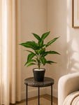 Artificial Green Iceton Croton Plant | 66 cm | 26 Leaves | With Basic Pot