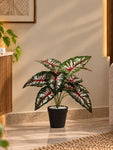 Artificial Caladium Plant | Green, Pink & White Patterned Leaves | 52 cm | 12 Leaves | With Basic Black Pot