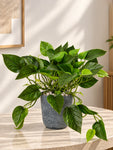 Artificial Money Plant | Green Leaves | 35 cm | 36 Leaves | With Basic Black Pot