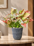 Boho Bliss Artificial Caladium Plant | Green & Orange Patterned Leaves | 35 cm | With Basic Black Pot