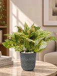 Boho Bliss Artificial Caladium Plant | Mixed Green Patterned Leaves | 35 cm | 36 Leaves | With Basic Black Pot