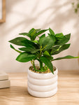 Artificial Tabletop Plant | Green | 22 cm