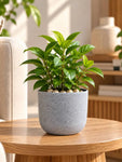 Round Base Fiber Pot | Grey | 10 cm