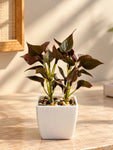 Artificial Money Plant Succulent | Maroon | 18 cm | With Basic Black Pot